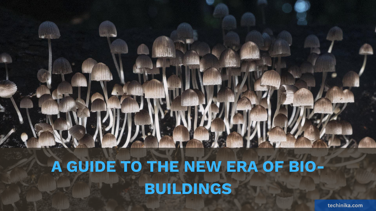 The Rise of Mycelium Construction: Building made with Mushrooms